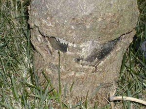 Danni da Decespugliatore su Albizia julibrissin