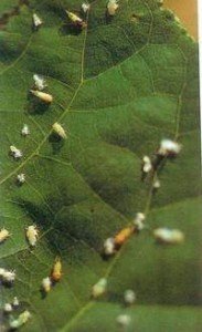 Albero di Giuda (Cercis siliquastrum) con presenza di adulti e neanidi di Psilla