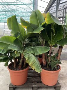 BANANO Musa acuminata 'Dwarf Cavendish' Vaso 45cm - Vivai Frappetta
