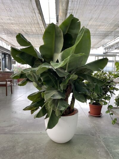 Banano Musa acuminata 'Dwarf Cavendish' - Vivai Frappetta