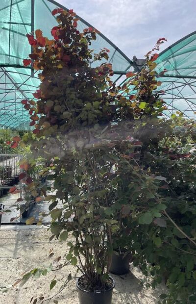 Corylus avellana 'Rote Zellernuss' NOCCIOLO ORNAMENTALE A FOGLIE ROSSE