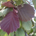 Dettaglio Corylus avellana 'Rote Zellernuss' NOCCIOLO ORNAMENTALE A FOGLIE ROSSE