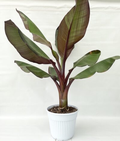 Ensete ventricosum BANANO ROSSO