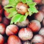 NOCCIOLO TONDA DI GIFFONI