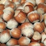NOCCIOLO TONDA GENTILE ROMANA