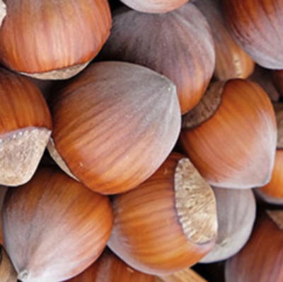 NOCCIOLO NOCCIOLONE