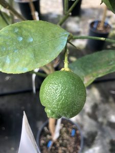 Limetta Dolce di Roma Citrus Limetta - frutto