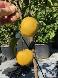 Limetta Dolce di Roma; Pursha - frutto