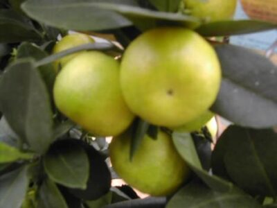 Frutti di Limetta dolce di roma
