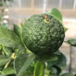 Pursha x Chinotto - frutto