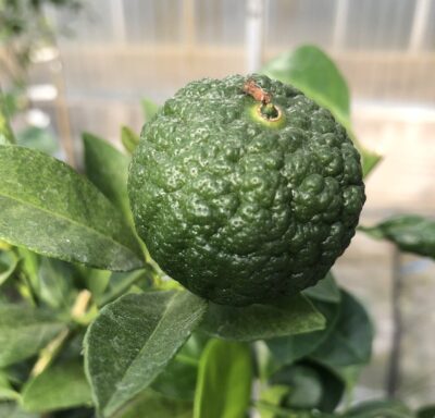 Pursha x Chinotto - frutto