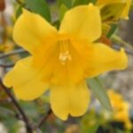 10175_01 Gelsemium sempervirens
