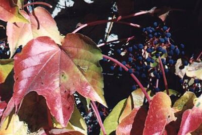 10202_03 Parthenocissus tricuspidata