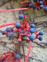 Parthenocissus tricuspidata 'Veitchii' VITE AMERICANA - immagine 4