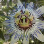 10203_01 Passiflora coerulea