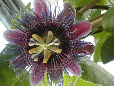 10203_03 Passiflora coerulea