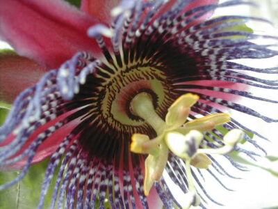 10203_04 Passiflora coerulea