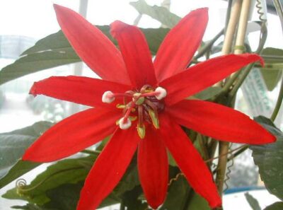 10203_05 Passiflora coerulea