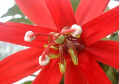 10203_06 Passiflora coerulea