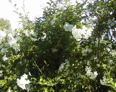 10225_02 Solanum jasminoides Album
