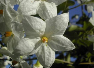 Solanum  jasminoides 'Album' - immagine 3