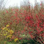 Chaenomeles japonica cydonia