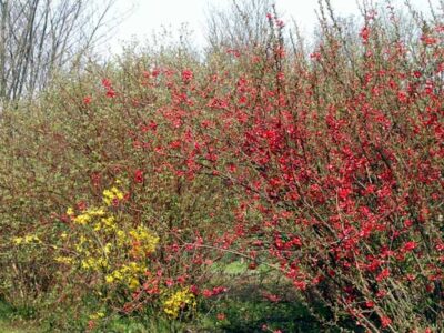 Chaenomeles japonica cydonia