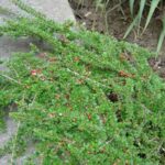 Cotoneaster horizontalis