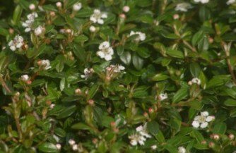 Cotoneaster horizontalis
