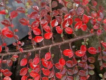Cotoneaster horizontalis