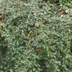 10371_01 Cotoneaster salicifolius