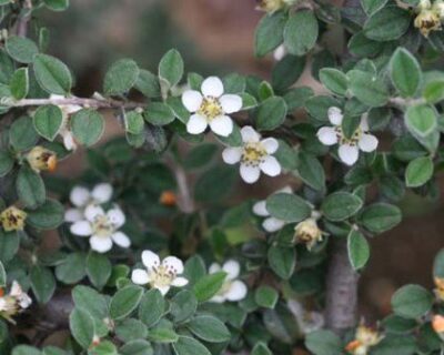 10371_03 Cotoneaster salicifolius