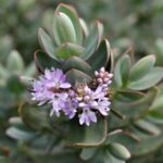 10458_01 Hebe albicans Red Edge