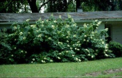 Hydrangea quercifolia siepe