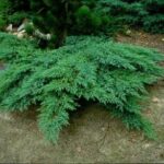 10499_01 Juniperus sabina var. Rockery Gem