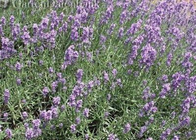 10506_04 Lavandula angustifolia