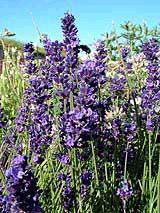 10506_05 Lavandula angustifolia Hidcote