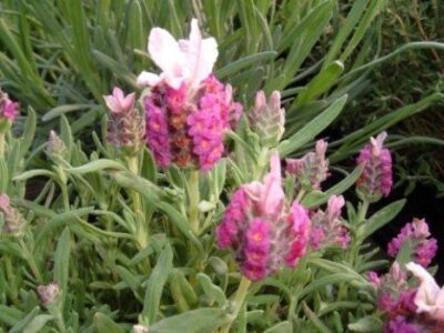 10507_01 Lavandula stoechas