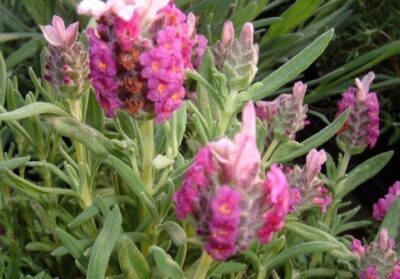10507_02 Lavandula stoechas