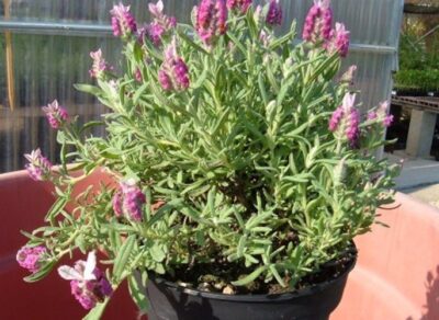10507_03 Lavandula stoechas