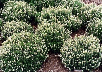 10507_04 Lavandula stoechas Snowball
