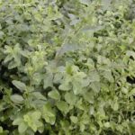10526_01 Ligustrum sinensis