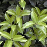 10555_01 Osmanthus x fortunei