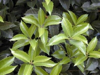 10555_01 Osmanthus x fortunei