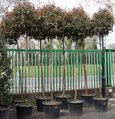 Photinia x fraseri 'Red Robin' Alto Fusto