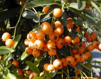 Pyracantha 'Orange Glow' - immagine 2
