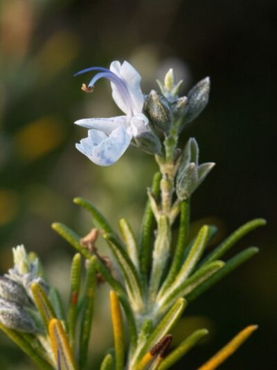 10664_02 Rosmarinus officinalis