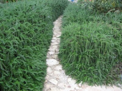 10664_04 Rosmarinus officinalis Prostratus