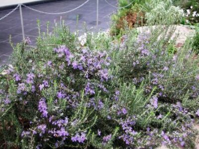 10664_07 Rosmarinus officinalis Prostratus