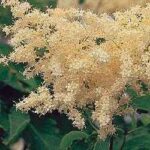 Syringa reticulata lilla giapponese